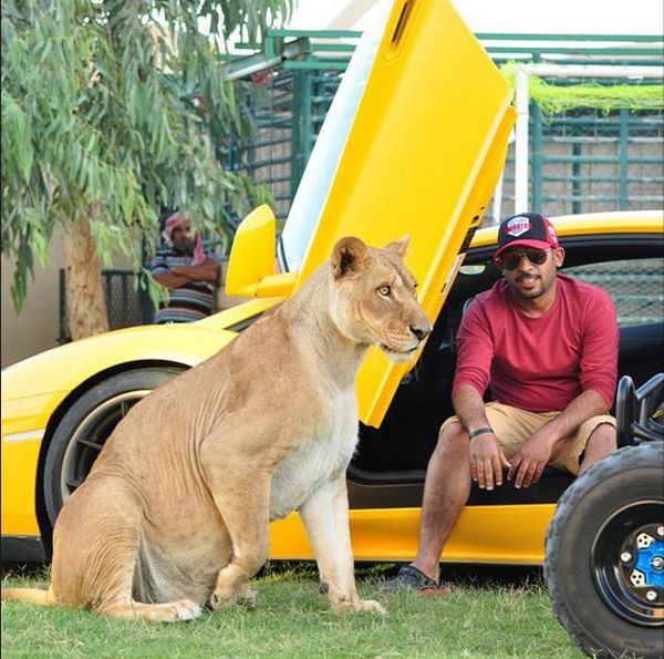 Mengintip Hobi Ekstrim Pria Kaya Pemelihara Singa
