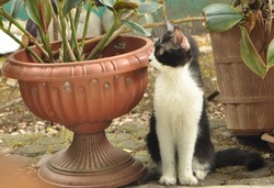 Rumput Tetangga Lebih Hijau