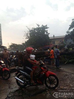 Ada Pohon Tumbang di Pondok Bambu, Lalin Klender-Jatiwaringin Lumpuh