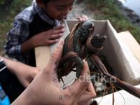 Berwisata dan Berburu Kepiting di Teluk Pangpang