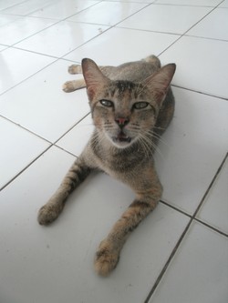 Memelas sedikit kasih