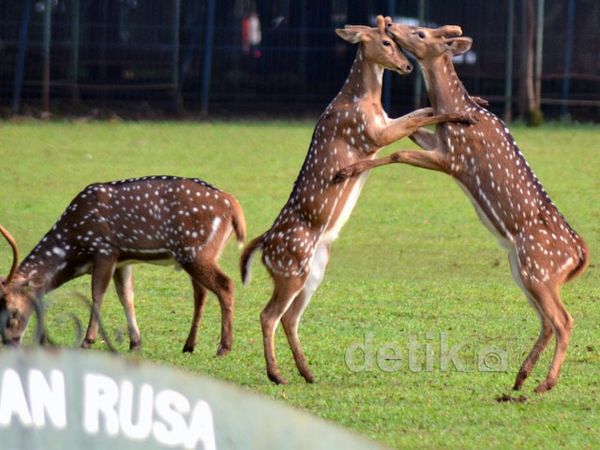Rusa DPR dengan Biaya Perawatan Rp 650 Juta/Tahun