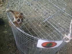 Takut Didenda Rp 100 Juta, Warga Aceh Serahkan Kukang ke BKSDA