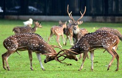 Ini Rusa-rusa DPR yang Biaya Makan dan Perawatannya Rp 650 Juta/Tahun