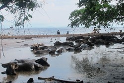 Yang Beda di Dompu, Kerbau Berkubang di Pinggir Pantai