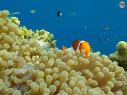 Bali Punya Taman Bawah Laut yang Super Cantik