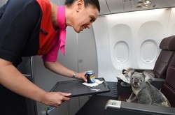 Heboh Foto Koala Duduk di Kabin First Class Qantas