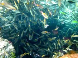 Sumur Ikan yang Unik & Mistis di Takabonerate