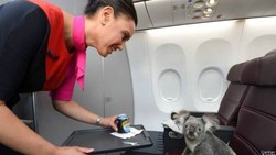Qantas Beri Layanan Kelas Satu untuk Koala