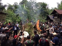 BNN, TNI dan Polri Musnahkan Ladang Ganja 3,5 Hektar di Bengkulu