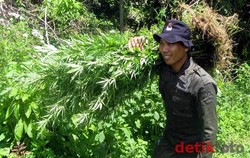 BNN akan Musnahkan 3,5 Hektar Ladang Ganja di Bengkulu