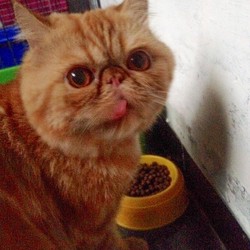 Khan said Hmm.. Yummy Snack