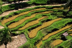 Jalan-Jalan ke Ubud Naik Motor, Seru banget!