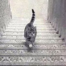 Teka-teki Kucing Hebohkan Internet: Lagi Naik atau Turun?