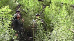 Polisi Temukan Ganja di Kandang Ayam Rutan Tanjung Gusta