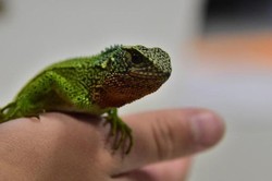 Tiga Spesies Godzilla Mini Ditemukan di Pedalaman Peru