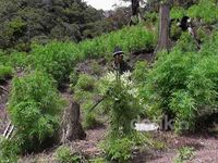 Ladang Ganja Seluas 13,5 Hektar Ditemukan di Aceh