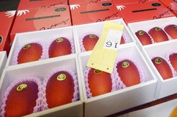Wow, Dua Buah Mangga Jepang Ini Dijual Seharga Rp 32,5 Juta!
