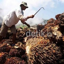 Efek Jokowi Wajibkan Solar Dicampur 15% Minyak Sawit, Spekulan Borong CPO