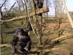 Drone Jadi Korban Simpanse Ngamuk