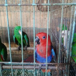 Satgas Illegal Fishing Tindak Lanjuti Temuan Praktik Jual-beli Satwa Langka