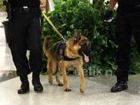 K9 Paspampres Bantu Pengamanan Persiapan KAA