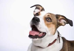 Studi: Anjing Bisa Mengendus Kanker Prostat Hampir Setiap Waktu