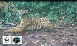 Harimau Sumatera Ini Tertangkap Kamera Bercumbu di Taman Nasional Bukit Barisan