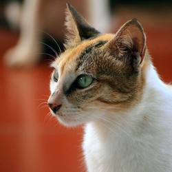 Kucing Kembang Telon