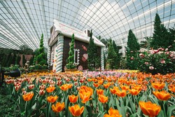 Belanda? Bukan, 75.000 Tulip Ini Mekar di Singapura