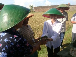 Kendalikan Harga Beras, Menteri Rini Kerahkan Bulog dan PPI