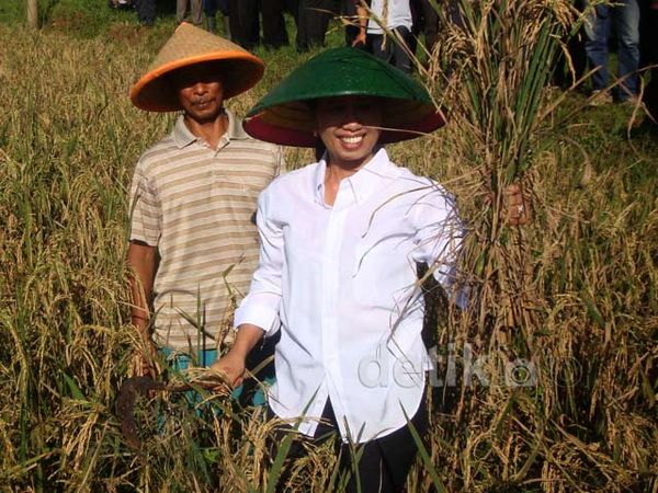 Menteri Rini Soemarno Memanen Padi di Sawah Banyumas