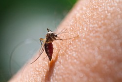 Tak Perlu Tes Darah, Peneliti Kembangkan Tes Napas untuk Deteksi Malaria
