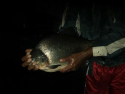 Banjir Kali Code Mulai Surut, Warga Berebut Tangkapi Ikan Besar