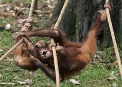 Tentang Peminjaman Orangutan dari DKI Untuk Sister City Pyongyang