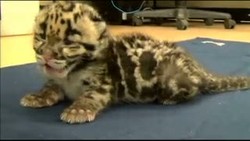 Mowgli, Bayi Macan Tutul Langka