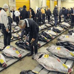 Ini yang Bikin Ikan Tuna Sirip Biru Dihargai Sampai Rp 3,2 M di Jepang