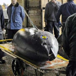 Penangkapan Tuna yang Harganya Capai Rp 3,2 M/Ekor Hanya Dibatasi 750 Ton/Tahun