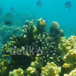 Menteri Susi Siapkan Rp 44 M untuk Hitung Stok Ikan di Laut, Begini Caranya