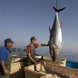Penangkapan Tuna Sirip Biru Masih Diperketat, Jatah RI 750 Ton/Tahun