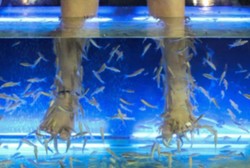 Alasan Keamanan dan Kesehatan, Spa dengan Terapi Ikan Dilarang di AS