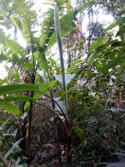 Pohon-pohon Mujarab di Kinabalu Botanical Garden