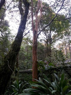 Kinabalu Botanical Garden & Aneka Pohon Ajaib Nan Mujarab