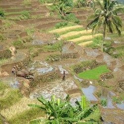 Satu Tahun Lahan Pertanian Menyusut 100 Ribu Hektar, Jadi Mal dan Properti