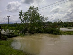 Banjir di Kulonprogo Rendam Ratusan Hektar Sawah