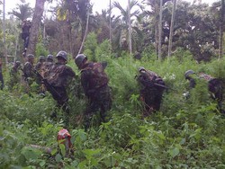 Kodim Aceh Utara Temukan Ladang Ganja Seluas 6 Hektar