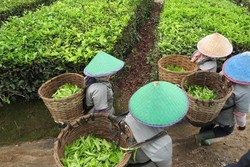 Teh Indonesia Jadi Favorit Orang Slovakia