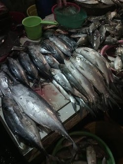Pasokan Berlimpah, Harga Ikan di Aceh Anjlok Hingga 75%