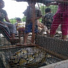 Ular Piton Panjang 3 Meter Ditangkap Saat Hendak Serang Pemancing