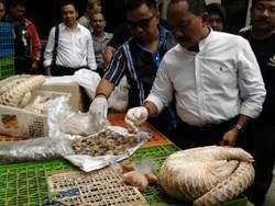 Negara Rugi Rp 18,4 M Akibat Penyelundupan Trenggiling di Medan